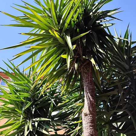 Apartment T2 Cyprien, Climatise, Piscines, Resto, Plages 2-4 Pers *