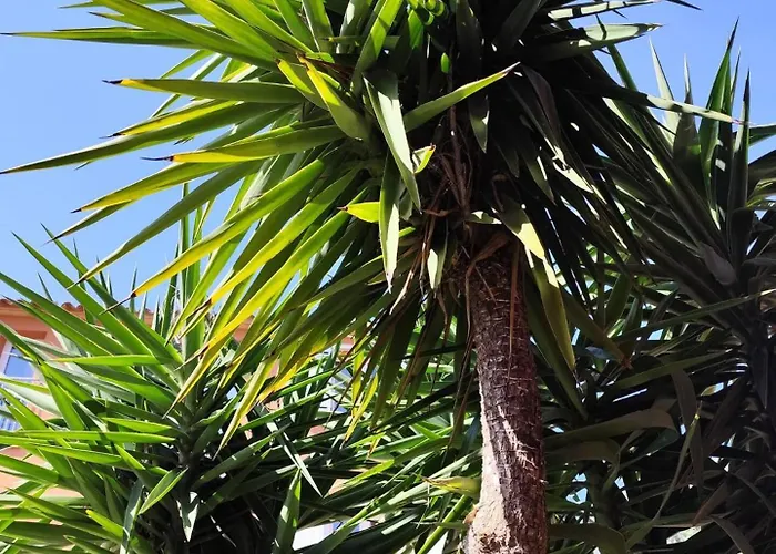 Appartement T2 Cyprien, Climatise, Piscines, Resto, Plages 2-4 Pers *